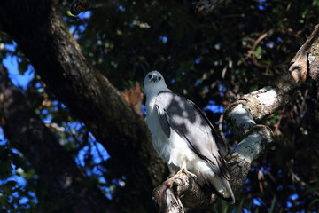 white-bellied sea eagle (Haliaeetus leucogaster) Queensland  Australia