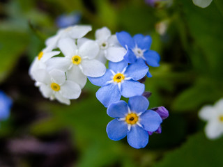 Myosotis-forget me not flower