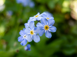 Myosotis-forget me not flower