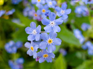 Myosotis-forget me not flower