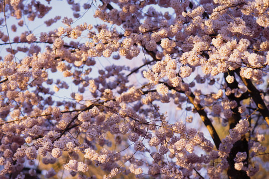 Cherry Blossom Background