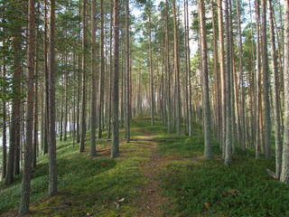 Obraz premium footpath in the forest
