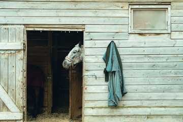
Horse head peeking out of the stall.