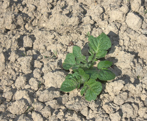 plants de pomme de terre nouvelle dans la terre , jardinage