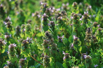 wilde Gänseblümchen