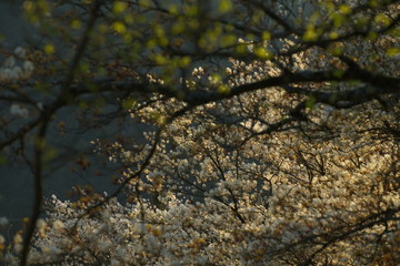 Spring forest backlight seasons specific