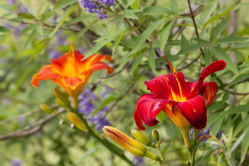 red daylilies and chaste tree