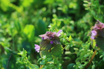 wilde Gänseblümchen