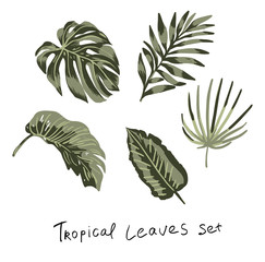 Vector green tropical hand drawn leaves set