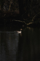 Wildgans im Spreewald, Gans schwimmt auf dem See, Graugans, Abendsonne, Sonnenuntergang,