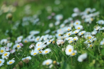 wilde G&auml;nsebl&uuml;mchen