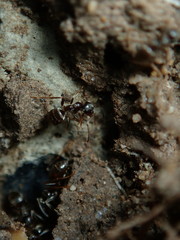 ant on the ground