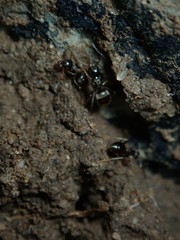 ant on the ground
