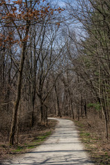 Obraz premium path in the woods