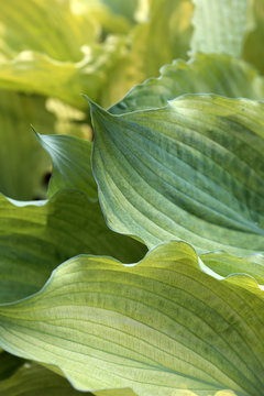 Green Hosta Leaves