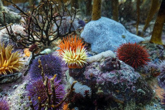 Urchin and sea anemone on the sea floor