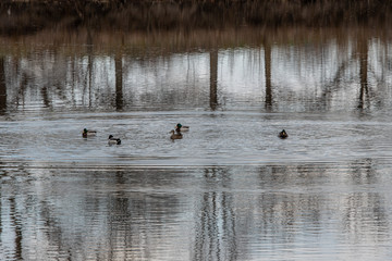 ducks on the lake