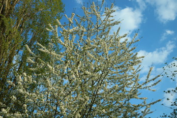 weiße Blumen, weißer Baum, weißer blühender Baum, Cashewblume, Quittenblume, Pflaumenblume, Frühling, Knospe