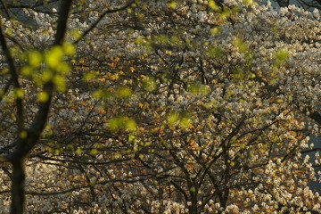 Spring forest backlight seasons specific