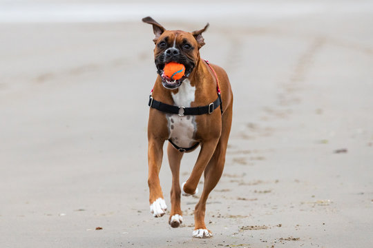 Dog playing on the beach