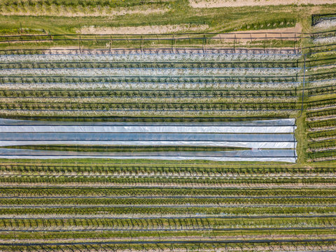 Aerial view of plastic greenhouse on apple orchard. Plant cultivation in organic farming in Switzerland.