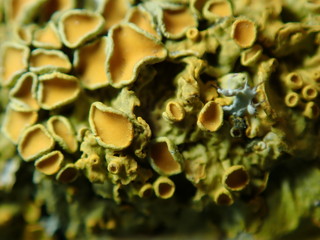 close up of mushroom
