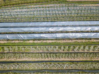 Aerial view of plastic greenhouse on apple orchard. Plant cultivation in organic farming in Switzerland.