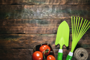 Tomatoes in box and gardening work tools on wooden flat lay background with copy space.