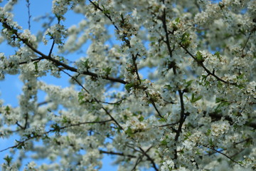 weiße Blumen, weißer Baum, weißer blühender Baum, Cashewblume, Quittenblume, Pflaumenblume, Frühling, Knospe
