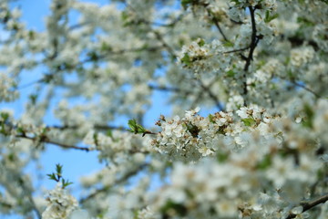weiße Blumen, weißer Baum, weißer blühender Baum, Cashewblume, Quittenblume, Pflaumenblume, Frühling, Knospe