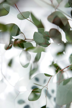 Double Exposure Eucalytpus
