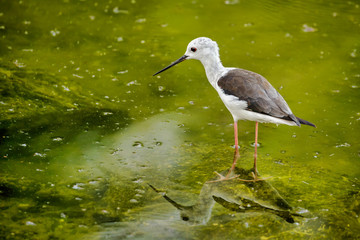 Black-winged Stilt in a water-logged area in Bahrain