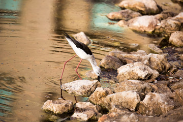 Black-winged Stilt in a water-logged area in Bahrain