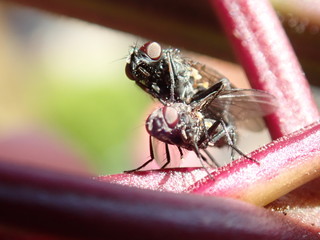 macro of a fly