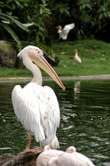 Pelican by the pond
