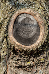 Tree Closeup