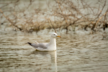 A slender-billed gull in a water-logged area in Bahrain