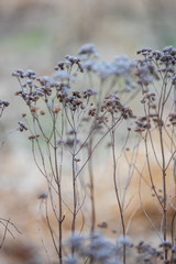 Prairie Grass