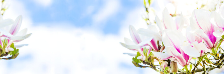 Magnolia Tree during Springtime