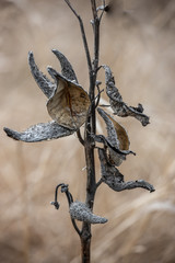 Dead Plant