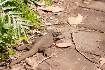 Bengal Monitor Lizard (varanus bengalensis) or common Indian monitor lizard in its habitat at the Western Ghats