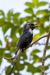 Black drongo on a branch
