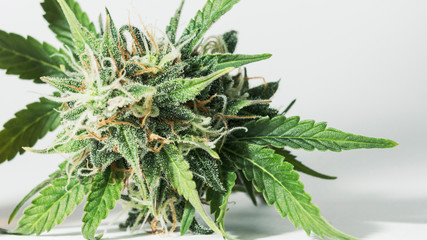 Macro close-up of fresh medical marijuana buds growing indoors. Cannabis is a concept of herbal or alternative medicine