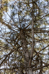 Photographing Up the Pine Tree