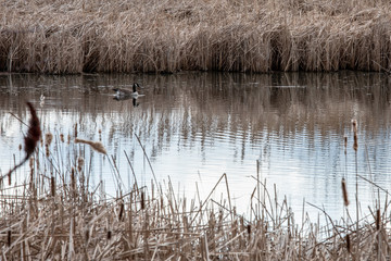 Lone Goose