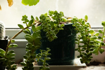 Succulent House Plant