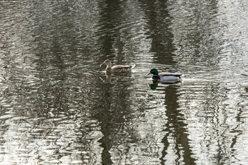 Ducks on a pond