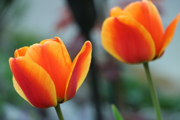 orange blumen