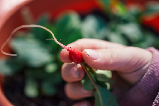 Child holding a red baby radish