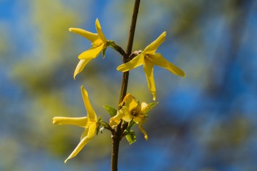 Twig with Forsythia Blossoms 